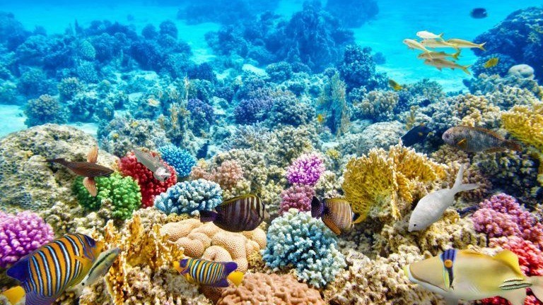 Diving the Depths: Unveiling Qatar’s Hidden Underwater Treasures