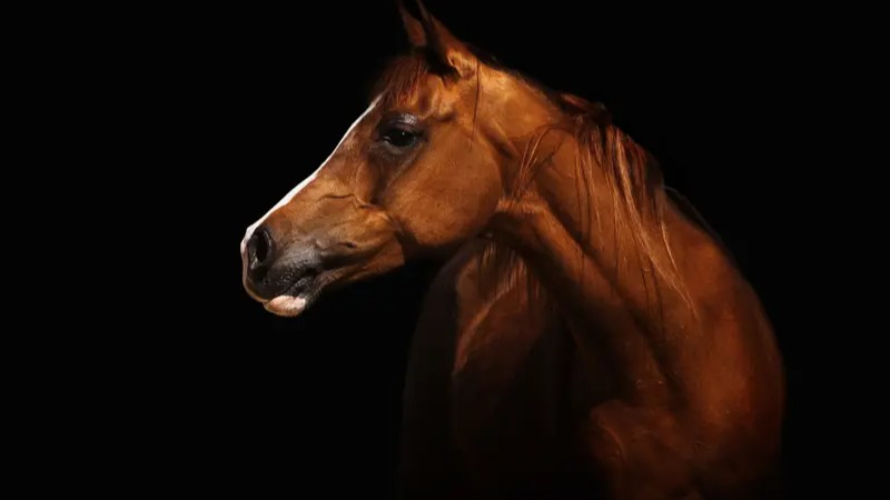 Souq Waqif Equestrian Festival 2024