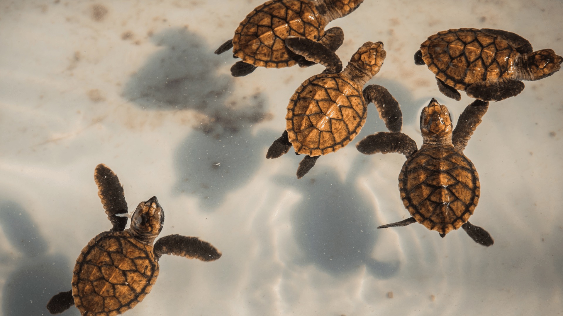 How is Qatar saving Baby Turtles