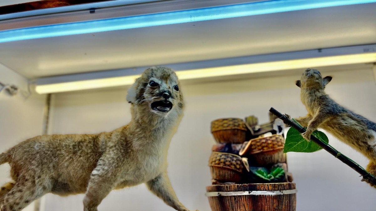 Taxidermy artists turn animals into keepsakes at Souq waqif