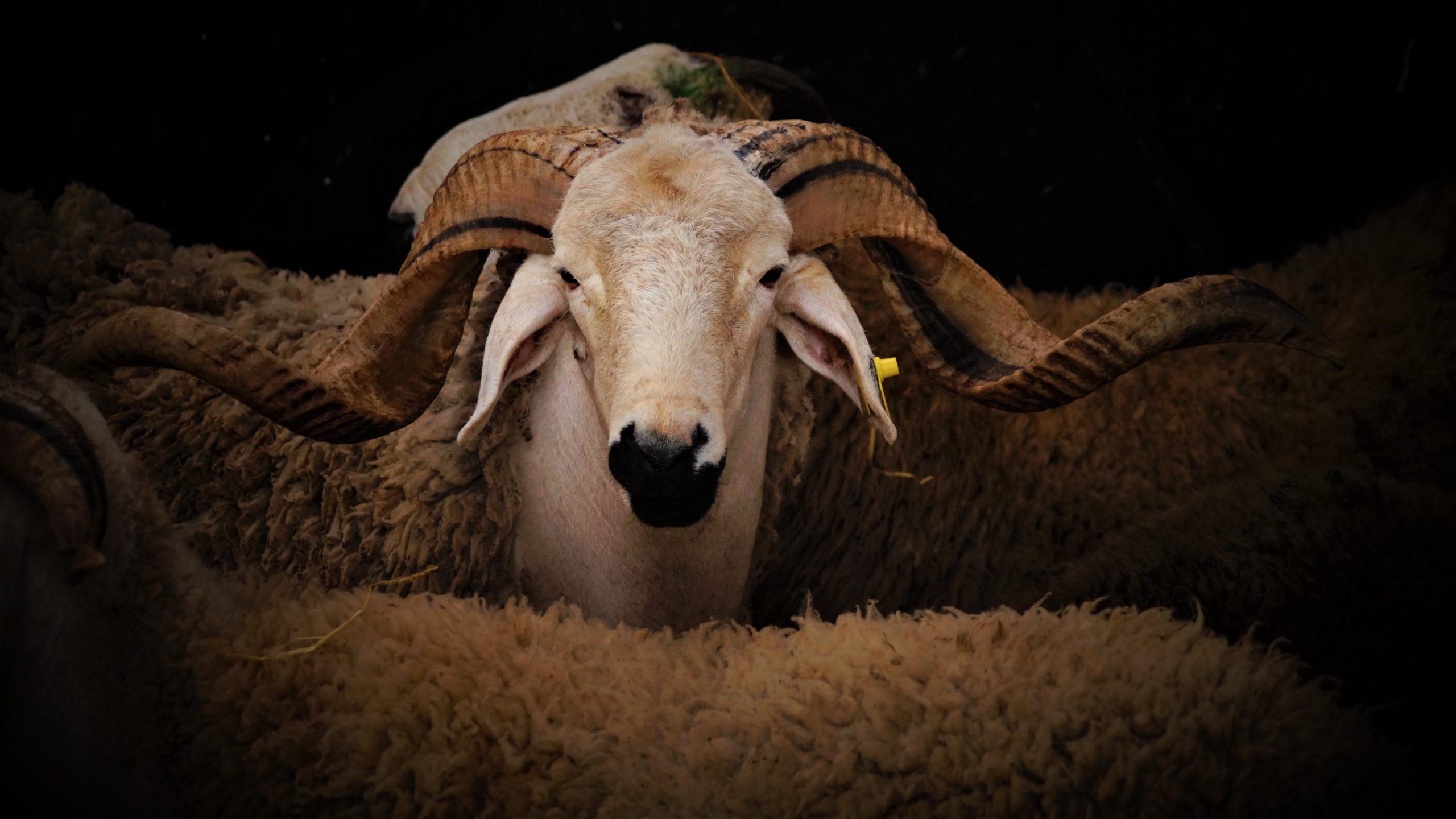 Eid al-Adha: A Global Celebration of Sacrifice and Unity